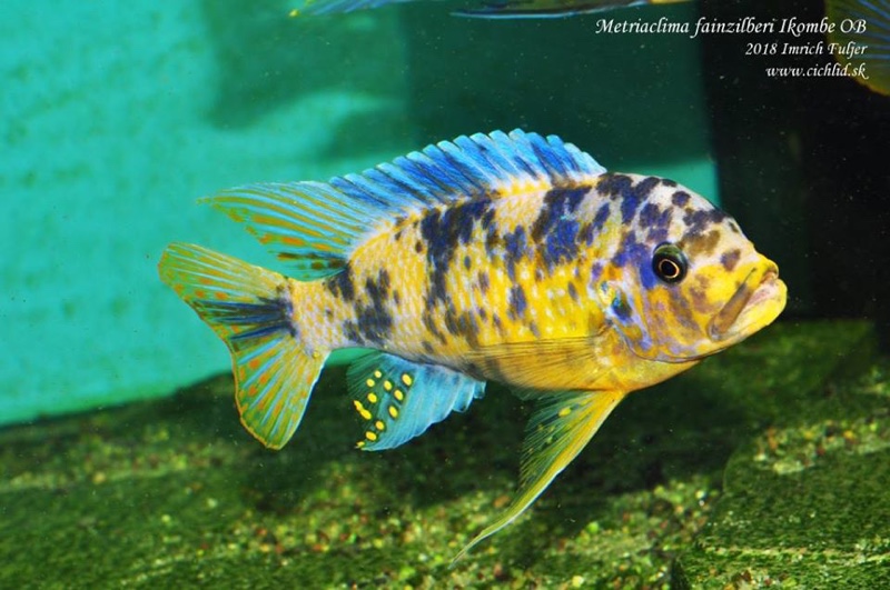 Maylandia fainzilberi 'Ikombe'